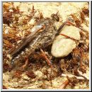 Pamponerus germanicus - Alabasterfliege 01 20.jpg